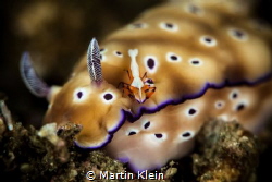 A symbiosis between a nudibranch and an emperor shrimp. by Martin Klein 